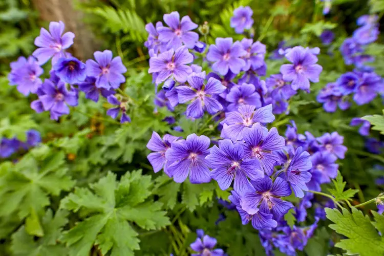 Geraniums Geraniums purple flower