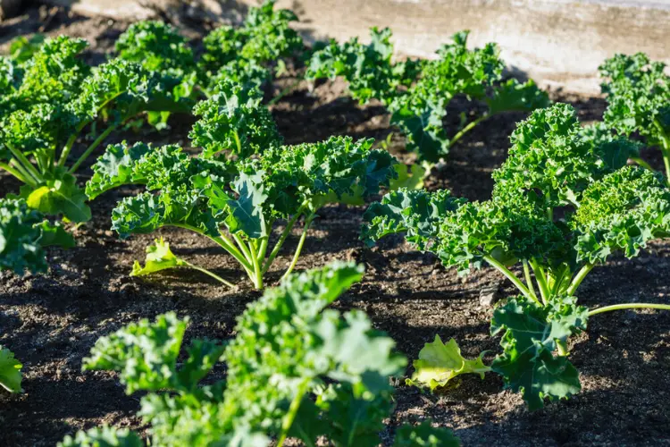 Kale Kale growing in garden