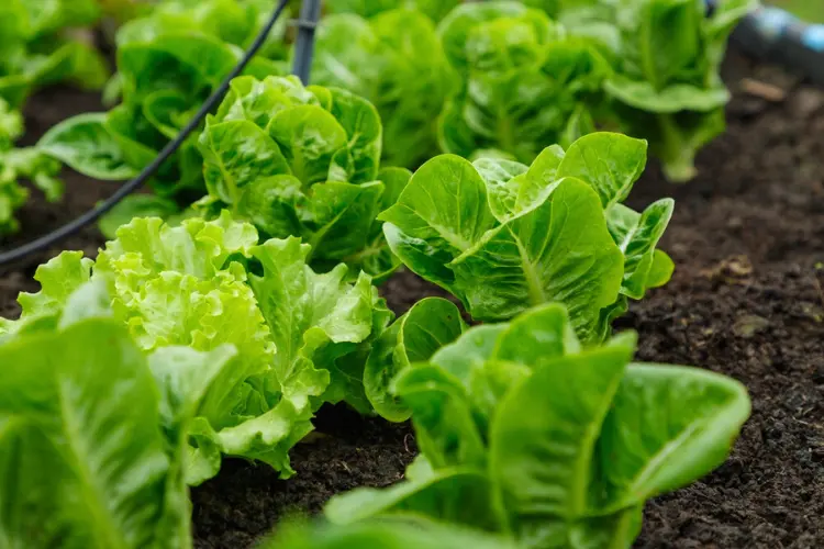 Lettuce Green lettuce planting