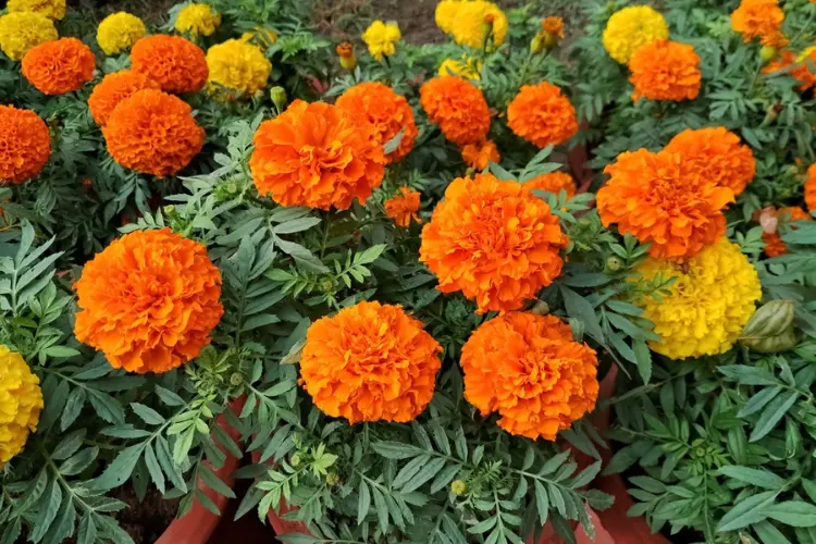 Marigolds Marigolds flowering in garden