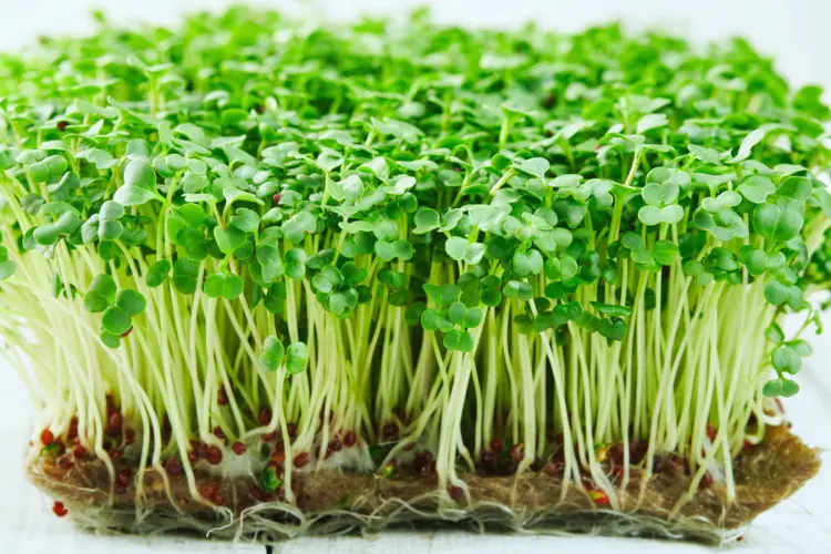 Microgreens Microgreens in germination stage
