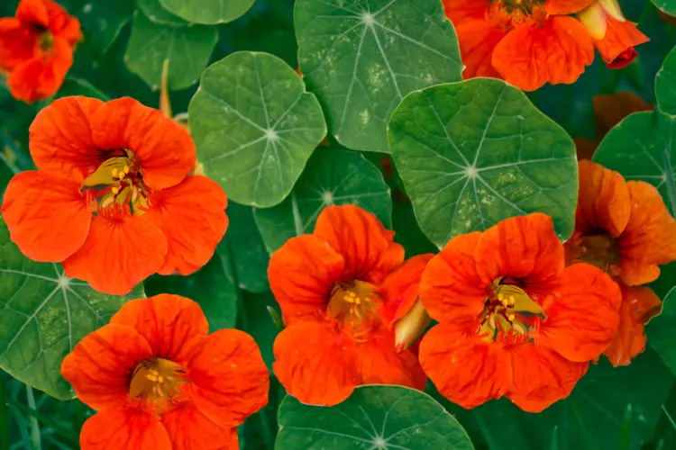Nasturtiums Nasturtiums flower