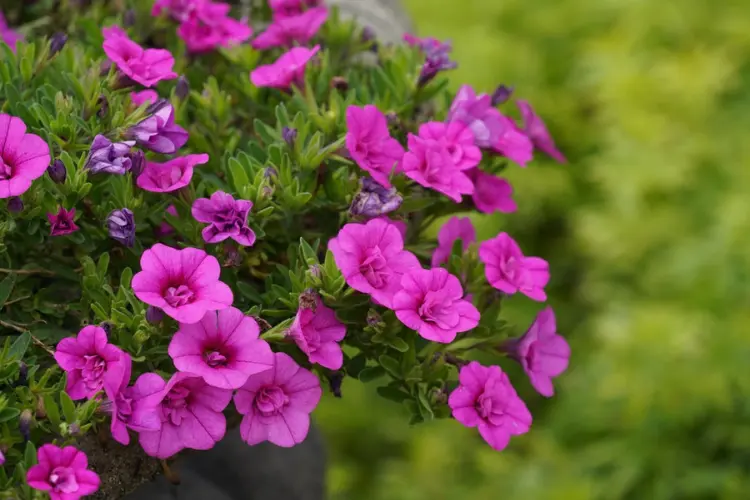 Petunias Petunias pink flower in the garden