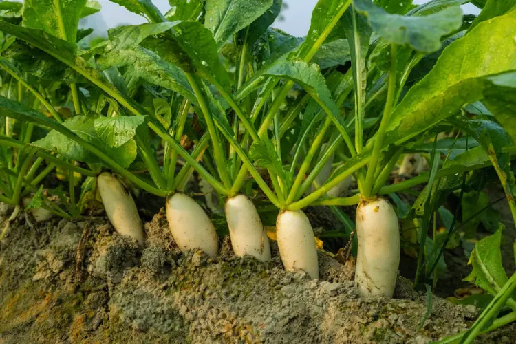 Radish Greens Green white radish with bumper fruit grown