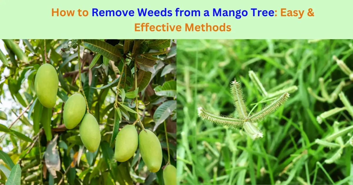 Remove weeds from a mango tree