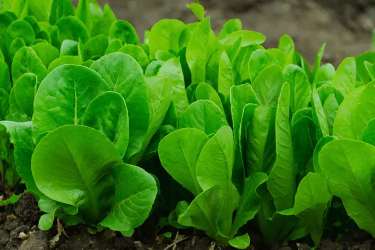 Spinach Green spinach planting