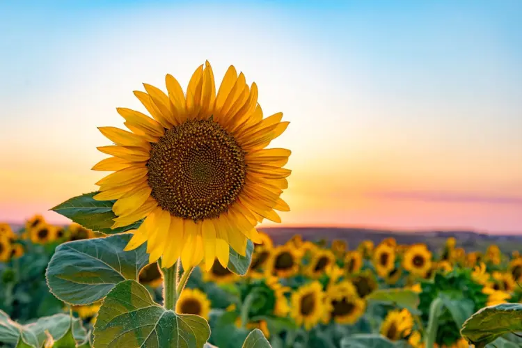 Sunflowers Sunflowers blooms