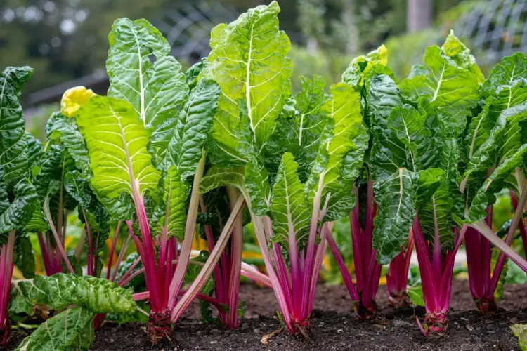 Swiss Chard Healthy leafy swiss chard growing in garden