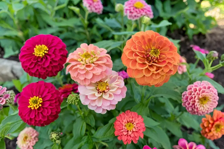 Zinnias Colorful Zinnias