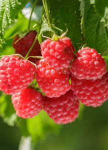 15 Fruits That Thrive in Shade for Low-Light Gardens