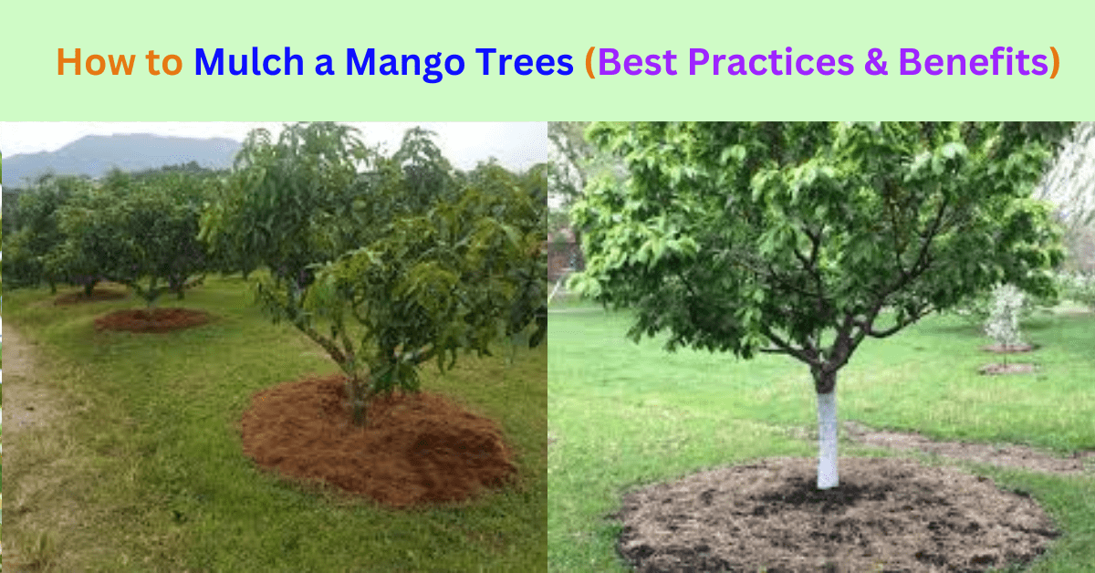 how to mulch a mango trees