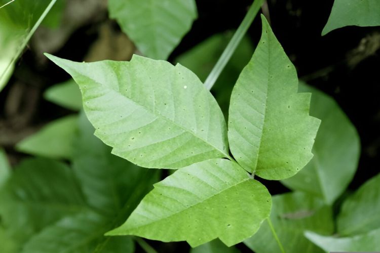 Leaves of three Leaves of three