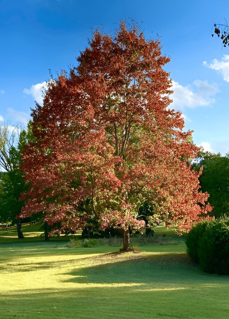 Prune a Silver Maple Prune a Silver Maple