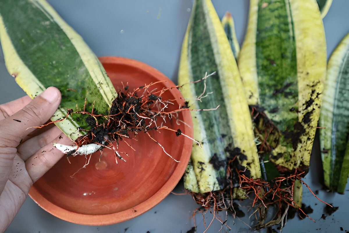 Propagating Snake Plants