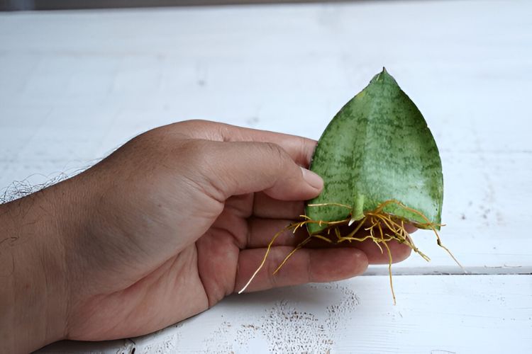 Snake Plant leaf Cutting