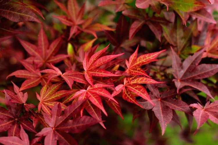 Maple tree leaves Maple tree leaves