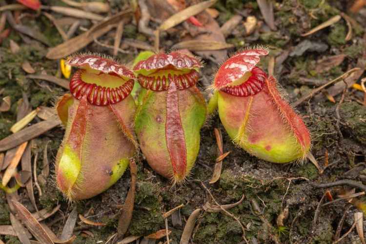 Albany Pitcher Plant (Cephalotus follicularis) Albany Pitcher Plant (Cephalotus follicularis)