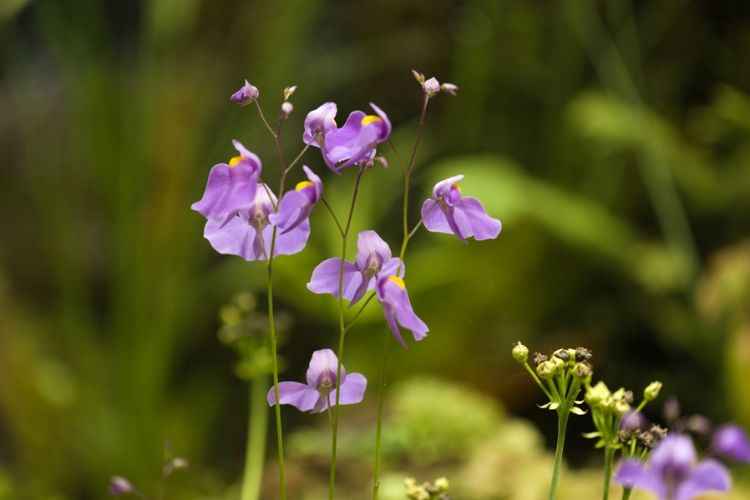 Bladderworts (Utricularia) Bladderworts (Utricularia)