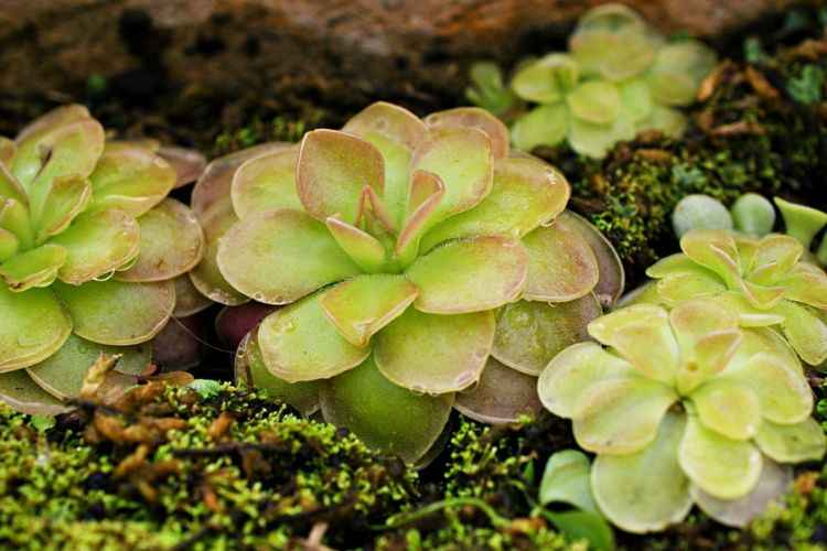 Butterworts (Pinguicula) Butterworts (Pinguicula)