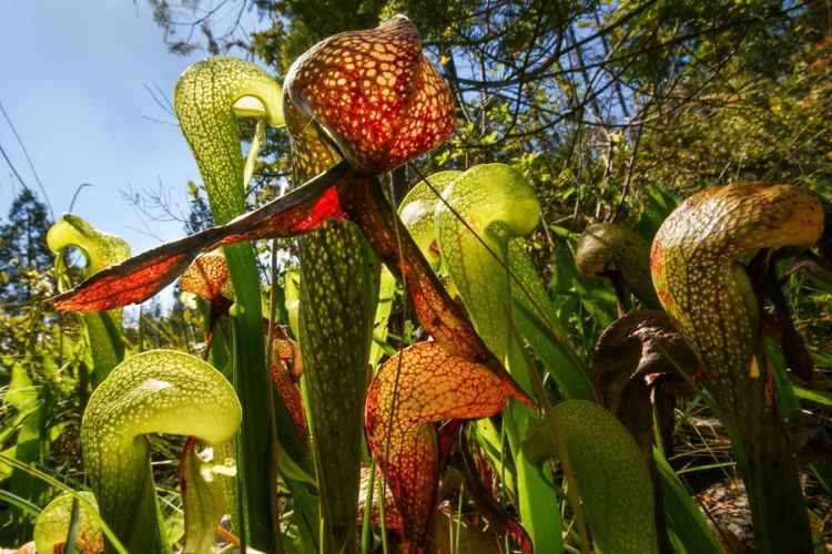 Cobra Lily (Darlingtonia californica) Cobra Lily (Darlingtonia californica)