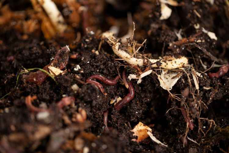 Compost manure Compost manure ready for garlic growing