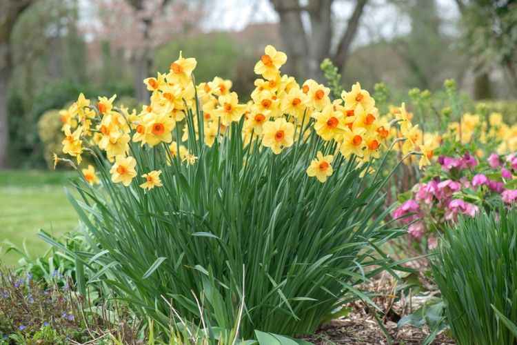 Yellow Daffodils blooming 