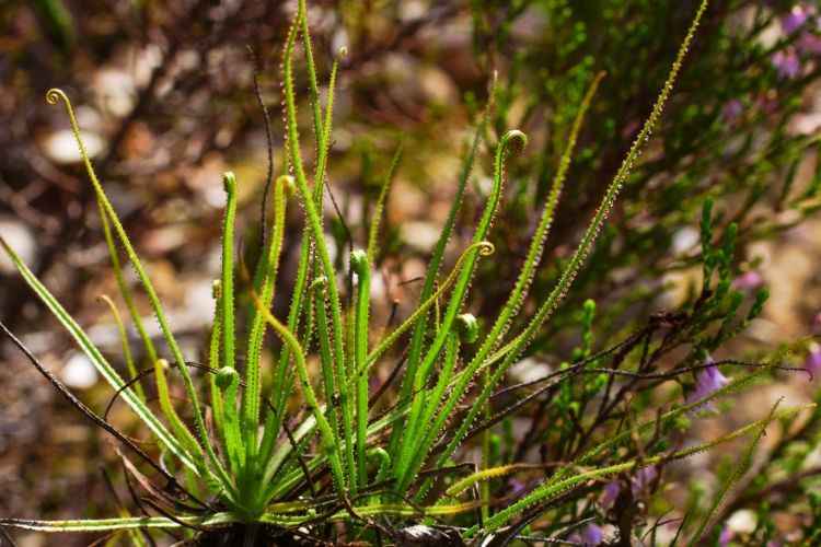 Dewy Pine (Drosophyllum lusitanicum) Dewy Pine (Drosophyllum lusitanicum)