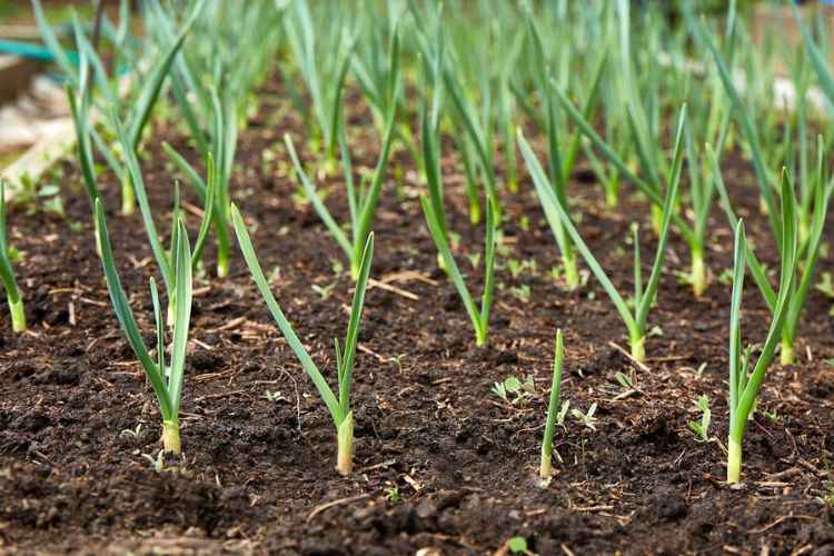 Early stage garlic growing Early stage garlic growing