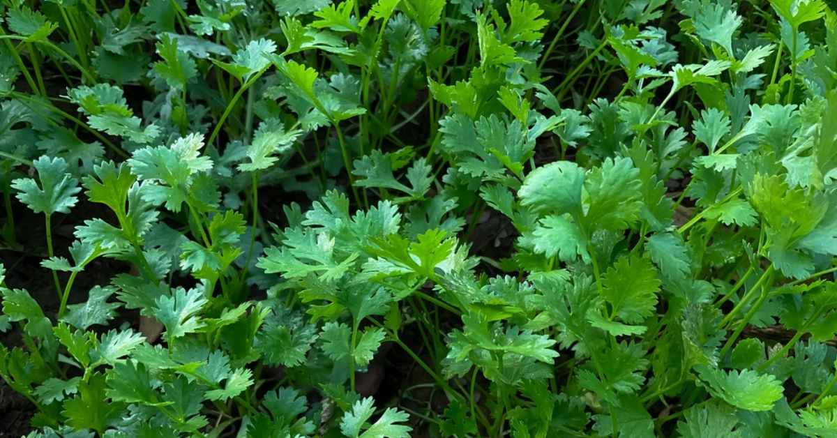 How to grow cilantro