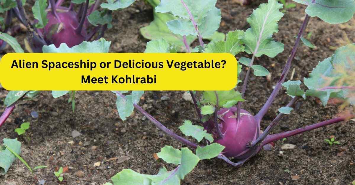 Kohlrabi Vegetable