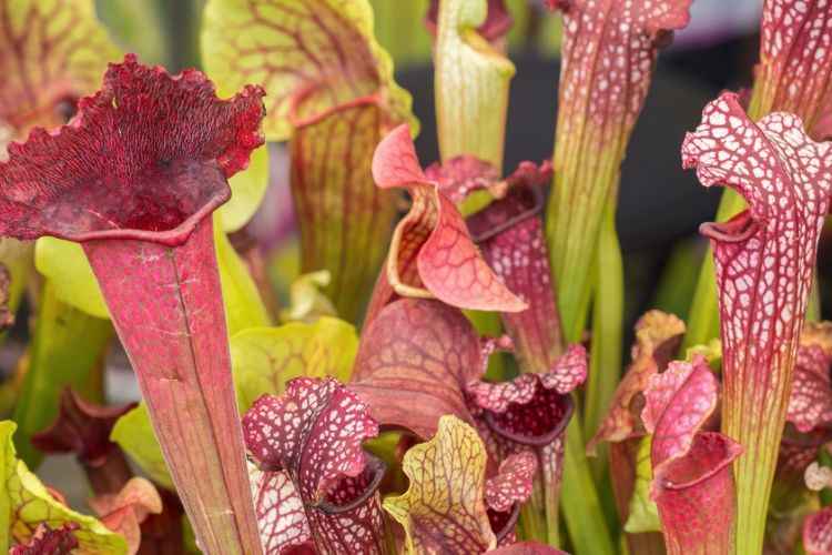 North American Pitcher Plants (Sarracenia) North American Pitcher Plants (Sarracenia)