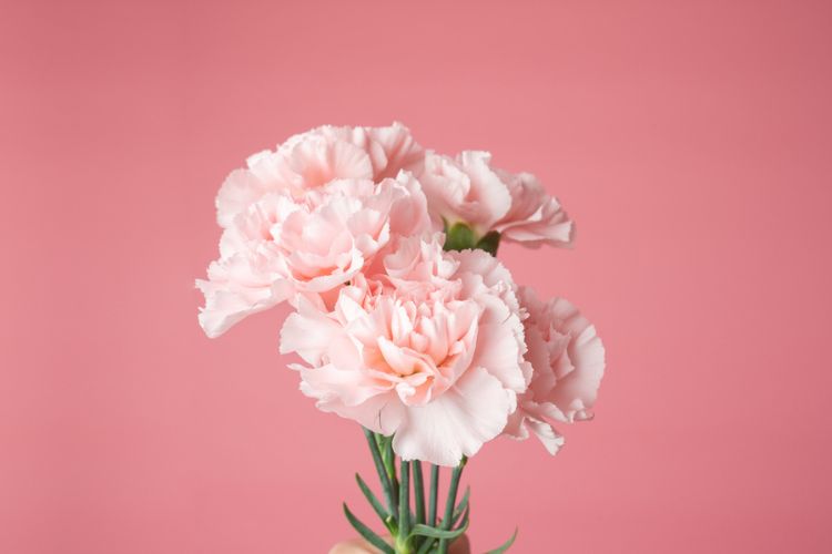 Pink carnation