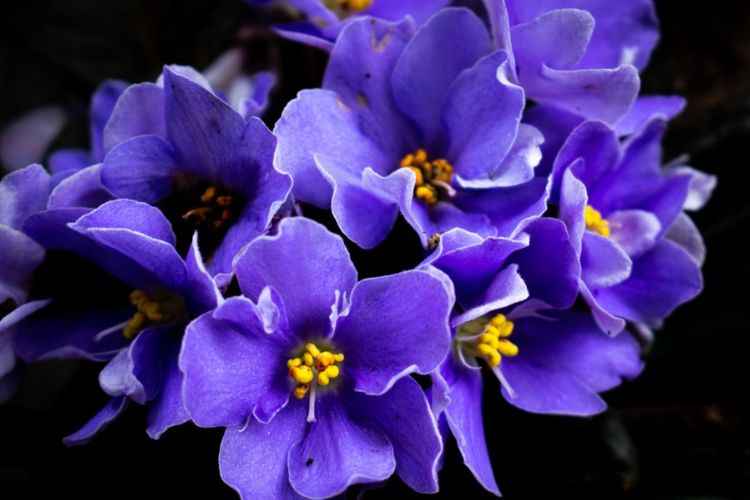 Purple flowers blooming 