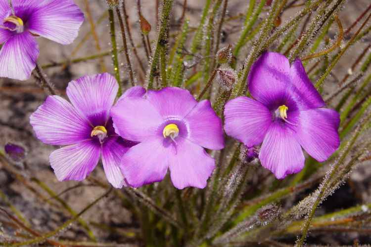 Rainbow Plant (Byblis) Rainbow Plant (Byblis)