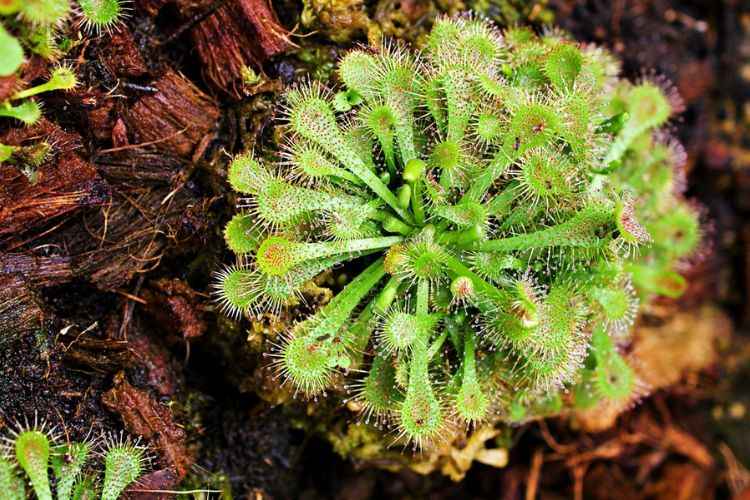 Sundews (Drosera species) Sundews (Drosera species)