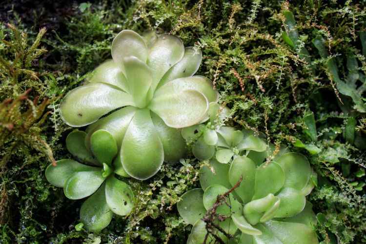 Tropical Butterwort (Pinguicula gigantea) Tropical Butterwort (Pinguicula gigantea)