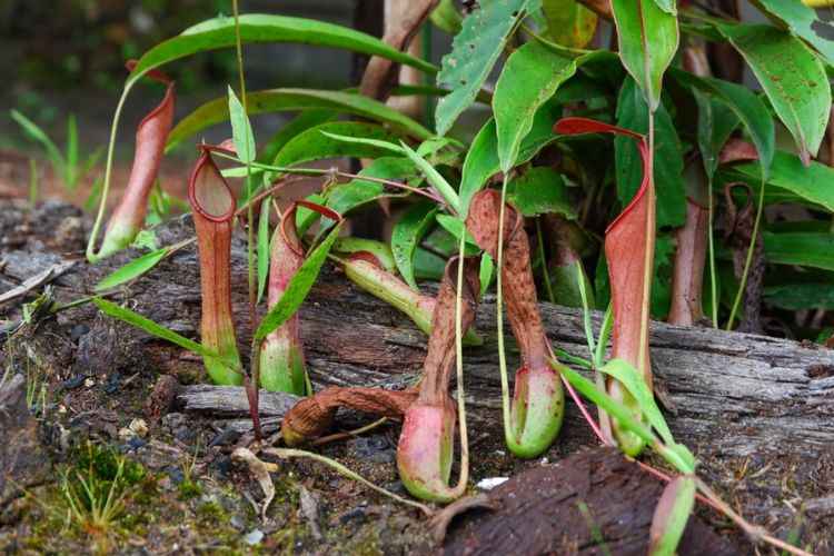Tropical Pitcher Plants (Nepenthes) Tropical Pitcher Plants (Nepenthes)