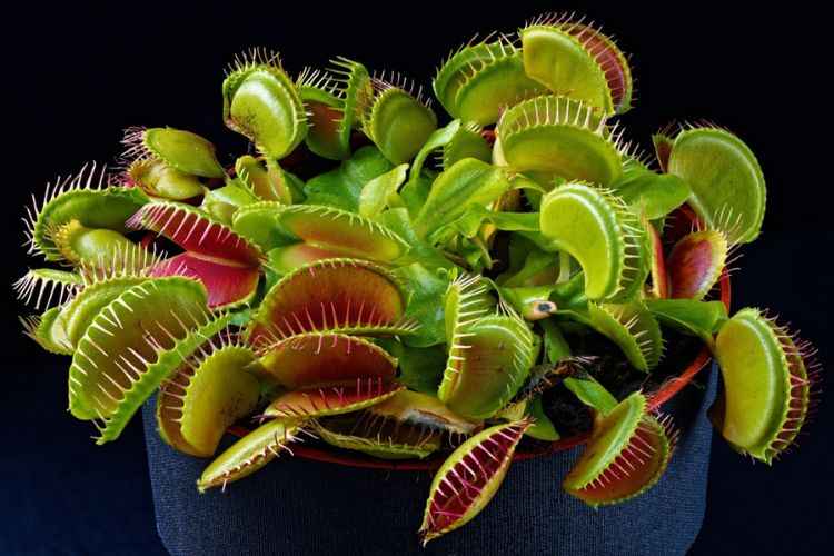 Venus Flytrap (Dionaea muscipula) Venus Flytrap (Dionaea muscipula)