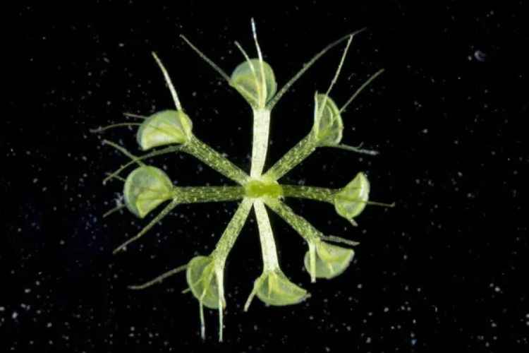 Waterwheel Plant (Aldrovanda vesiculosa) Waterwheel Plant (Aldrovanda vesiculosa)
