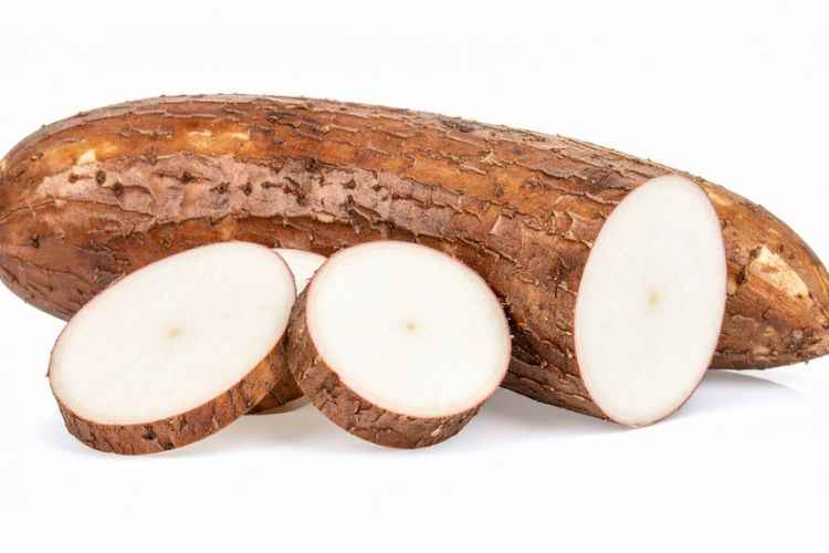 Cassava (Manihot esculenta)