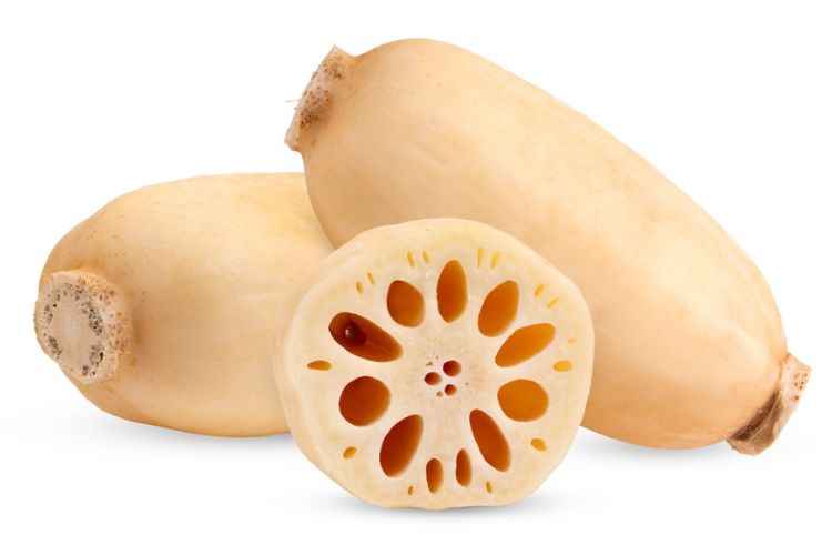 Lotus Root (Nelumbo nucifera)