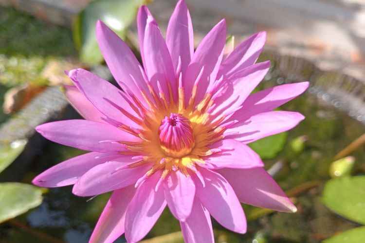 Sacred Lotus Looks Like