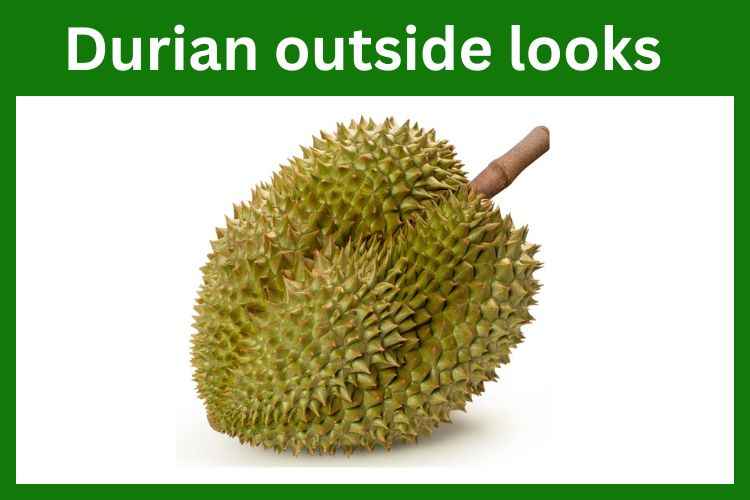Durian fruit outside looks