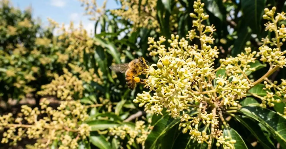 Mango pollination by bee