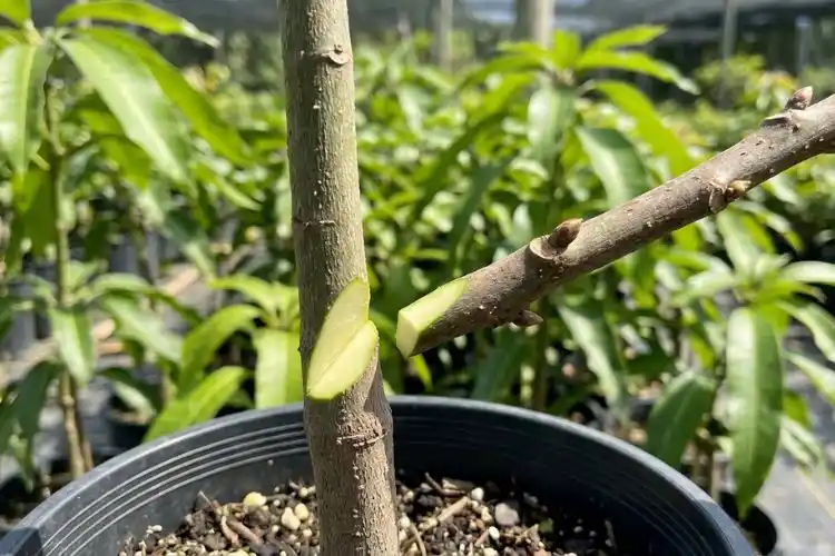 Propagating mango by cutting Propagated mango stem by cutting