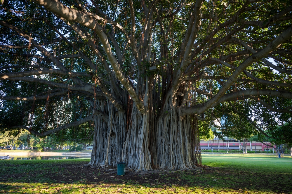 Huge Banyan tree on the backyard